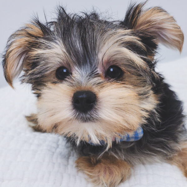 [#251398-02]  - Black / Tan F Morkie Puppies For Sale