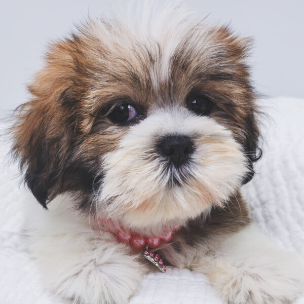 [#251394-05]  - Sable F Lhasa Apso Puppies For Sale