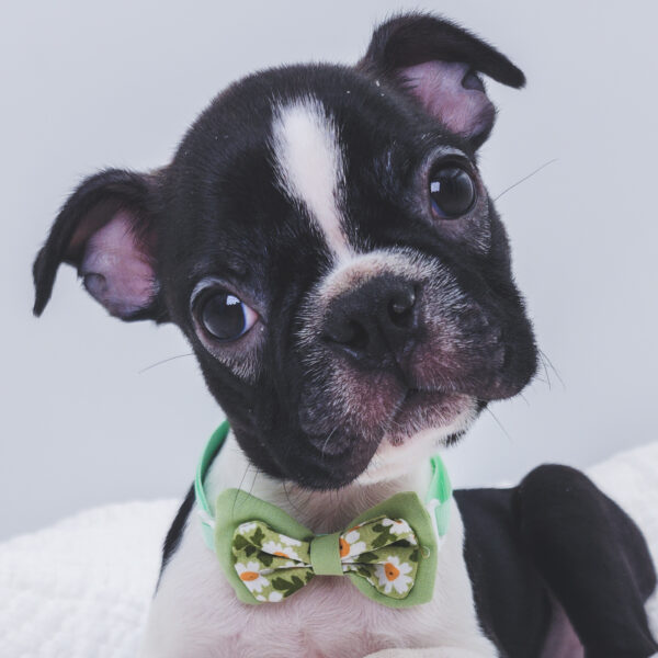 [#251216-03]  - Black / White M Boston Terrier Puppies For Sale