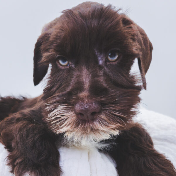 [#251207-01]  - Chocolate / White M Miniature Schnauzer Puppies For Sale