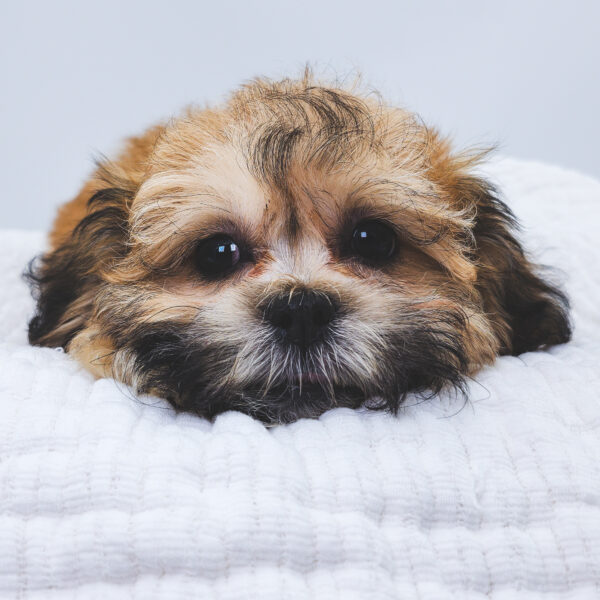 [#251253-01]  - Dark Brown F Teddy Bear Puppies For Sale