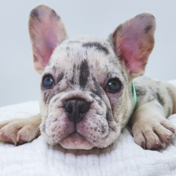 [#251297-03]  - Lilac Merle M French Bulldog Puppies For Sale