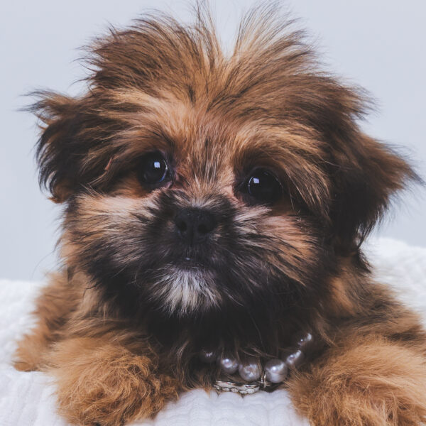 [#251252-02]  - Dark Brown F Shiranian Puppies For Sale