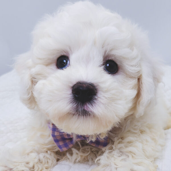 [#251317-01]  - White M Bichon Frise Puppies For Sale