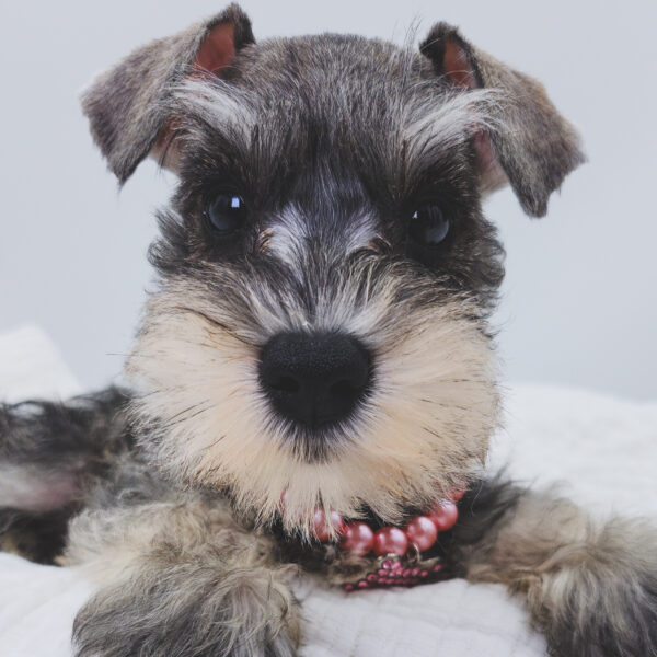 [#251219-08]  - Salt / Pepper F Miniature Schnauzer Puppies For Sale