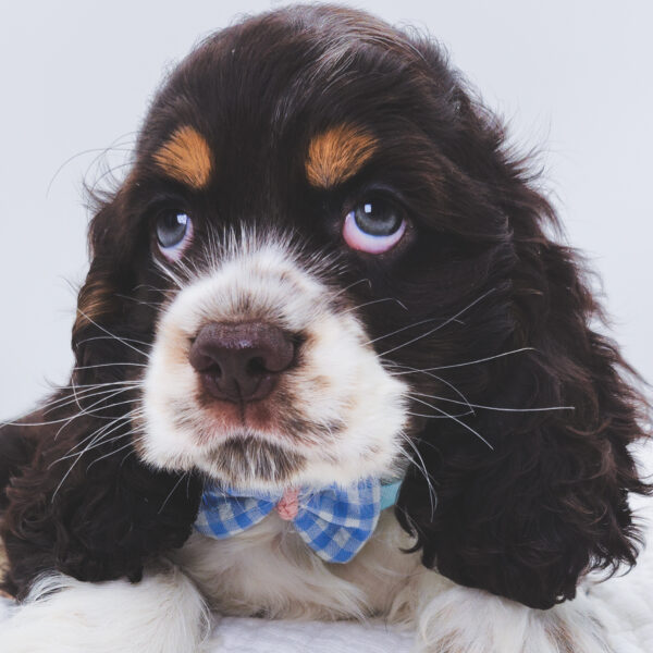 [#251360-02]  - Chocolate / White M Cocker Spaniel Puppies For Sale