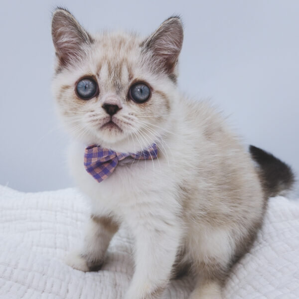 [#251345-01]  - Tan M Exotic Short Hair Kittens For Sale