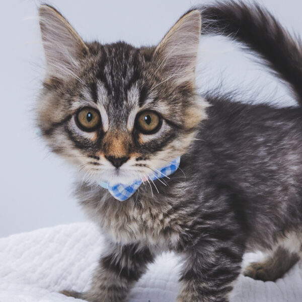 [#251088-03]  - Black / Silver M Siberian Cat Kittens For Sale