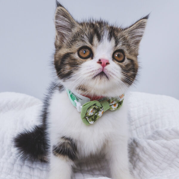 [#251346-02]  - Black / White M Exotic Short Hair Kittens For Sale