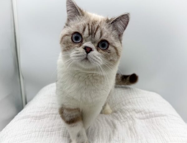 [#251345-01]  - Tan M Exotic Short Hair Kittens For Sale