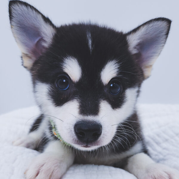 [#251369-02]  - Black / Silver M Alaskan Klee Kai Puppies For Sale
