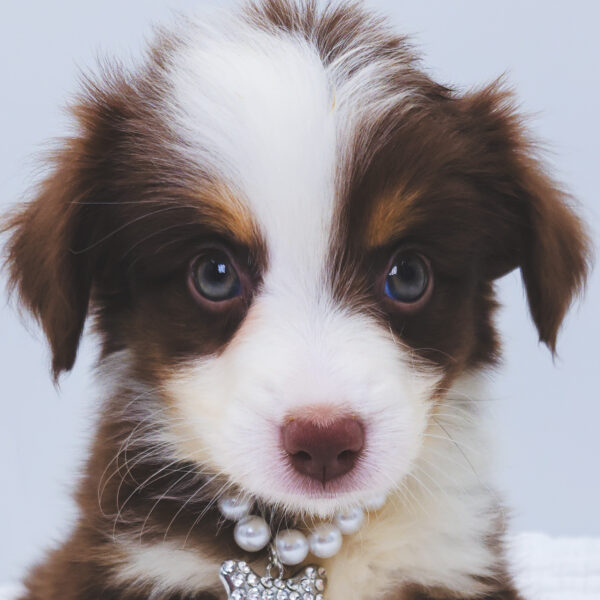 [#251330-05]  - Red F Miniature Australian Shepherd Puppies For Sale