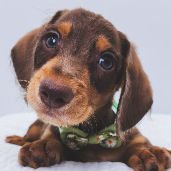 [#251371-02]  - Chocolate M Dachshund Puppies For Sale