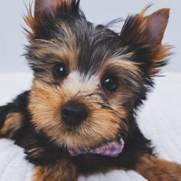 [#251397-01]  - Black / Tan M Yorkshire Terrier Puppies For Sale