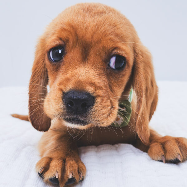 [#251343-03]  - Ruby M Beagalier Puppies For Sale
