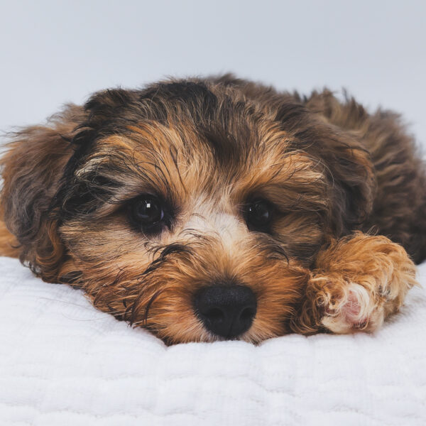 [#251320-04]  - Black Merle F Yorkiepoo Puppies For Sale