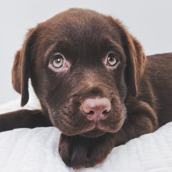 [#251521-03]  - Chocolate F Labrador Retriever Puppies For Sale