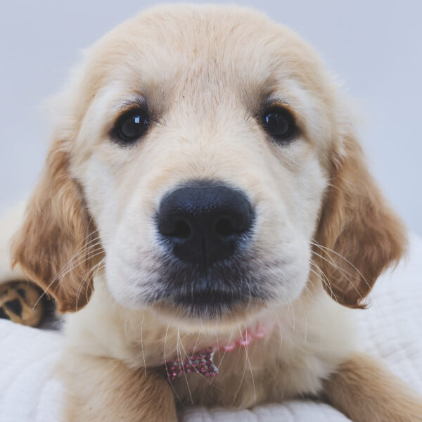 [#251807-09]  - Golden F Golden Retriever Puppies For Sale