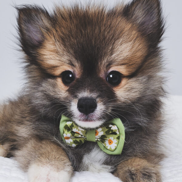 [#251452-01]  - Wolf Sable M Pomeranian Puppies For Sale