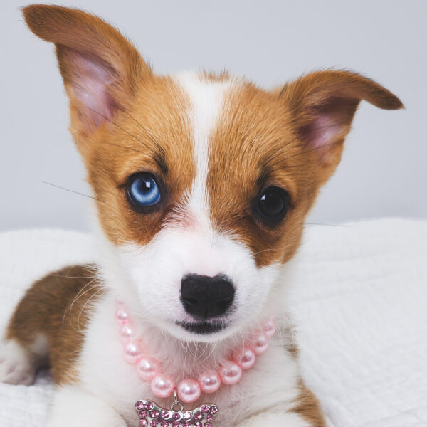 [#251648-09]  - Sable / White F Pembroke Welsh Corgi Puppies For Sale