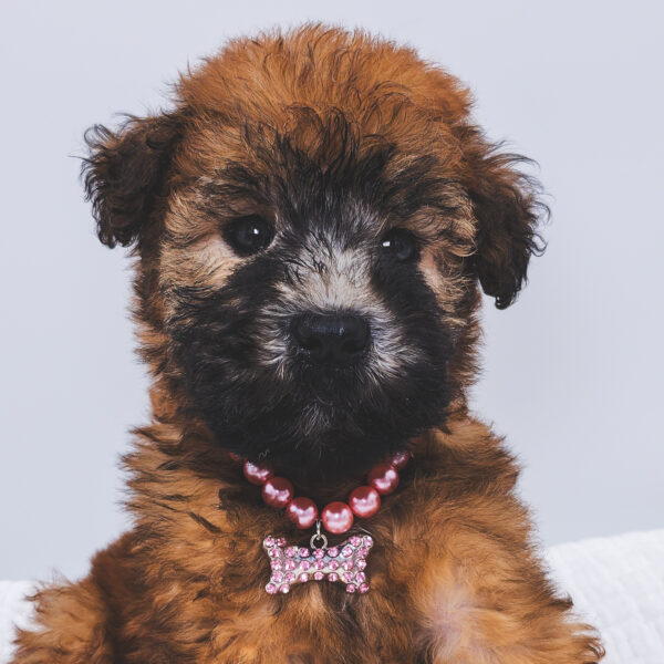 [#251660-03]  - Wheaten F Soft Coated Wheaten Terrier Puppies For Sale