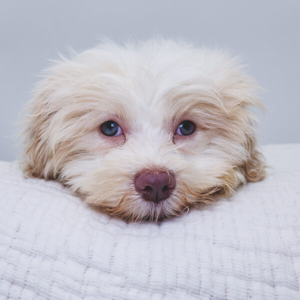 [#251681-05]  - White / Tan F Havanese Puppies For Sale