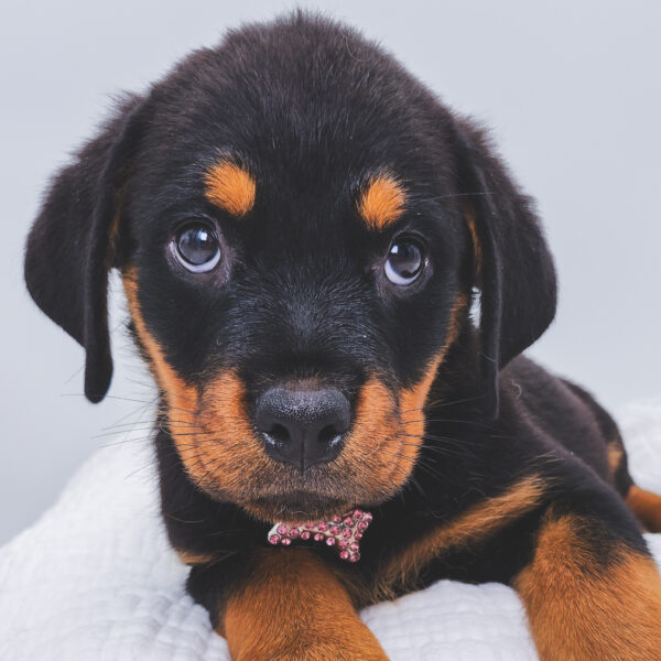 [#251409-04]  - Black / Tan F Rottweiler Puppies For Sale