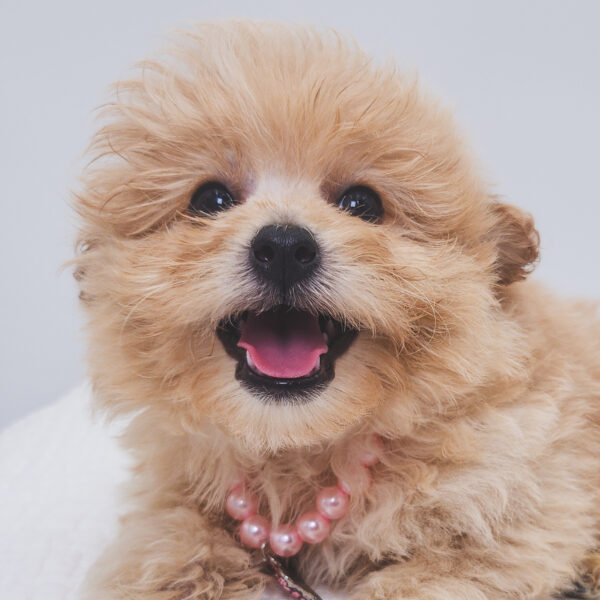 [#251516-02]  - Sable F PomAPoo Puppies For Sale
