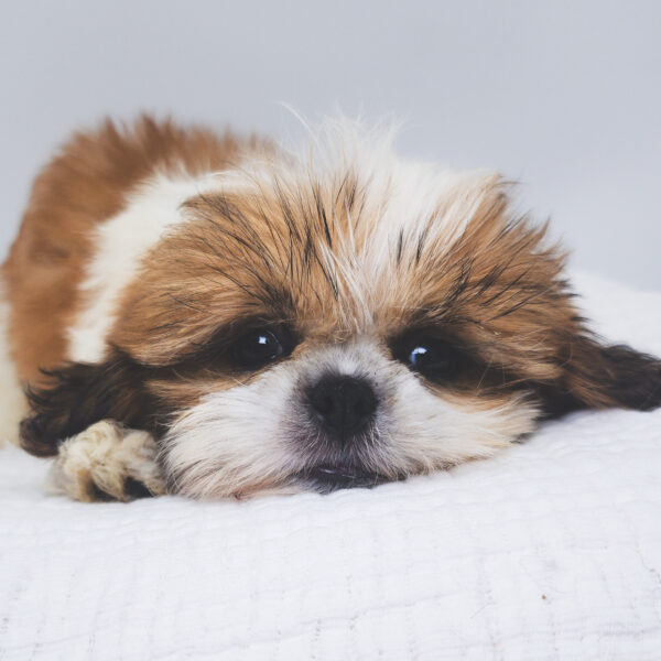 [#251583-03]  - Sable / White F Shih Tzu Puppies For Sale