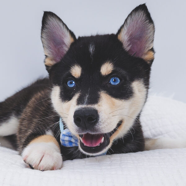 [#251616-03]  - Black / White M Alaskan Klee Kai Puppies For Sale