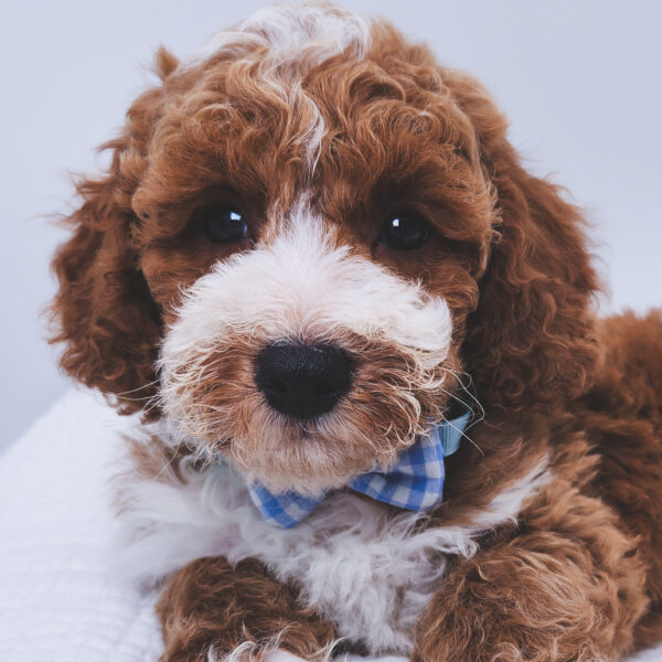 [#251474-02]  - Red M Poodle Puppies For Sale