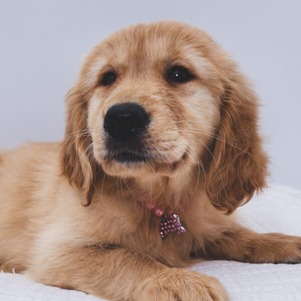 [#251489-04]  - Light Golden F Golden Retriever Puppies For Sale