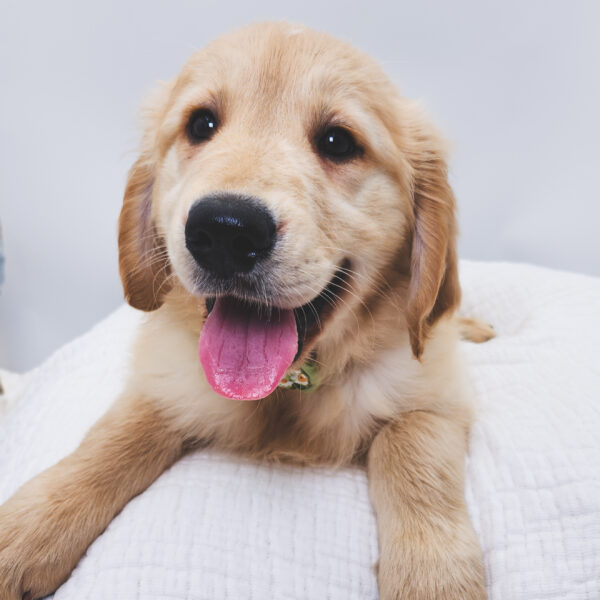 [#251487-01]  - Light Golden M Golden Retriever Puppies For Sale