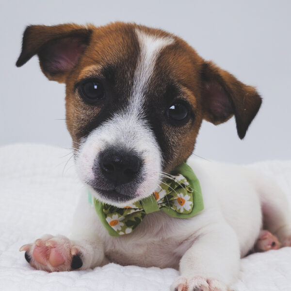 [#251746-03]  - Brown / White M Jack Russell Terrier Puppies For Sale