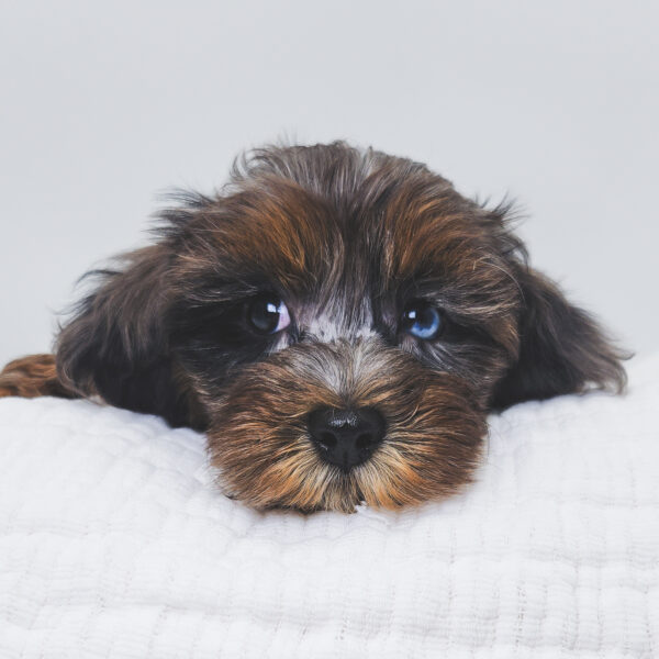 [#251525-05]  - Blue Merle / Tan F Cavapoo/Poodle Puppies For Sale