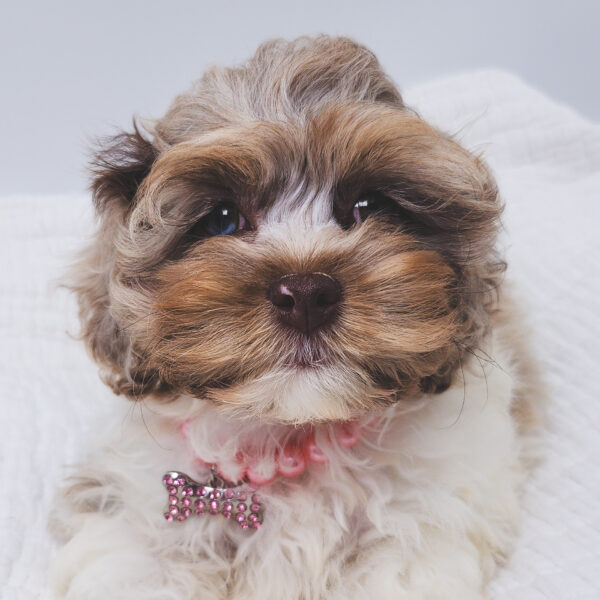 [#251594-02]  - Merle F Cock A Poo Puppies For Sale
