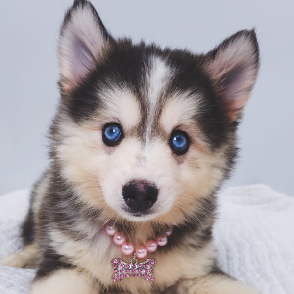 [#251564-05]  - Gray / White F Pomsky Puppies For Sale