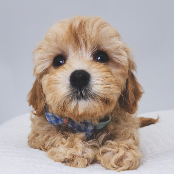 [#251525-02]  - Red / White M Cavapoo/Poodle Puppies For Sale