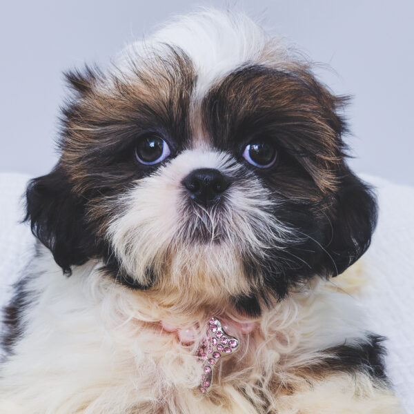 [#251673-04]  - Chocolate / White F Shih Tzu Puppies For Sale