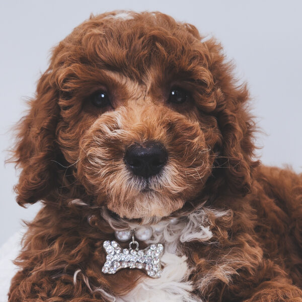 [#251528-03]  - Red F Goldendoodle Mini 2nd Gen Puppies For Sale