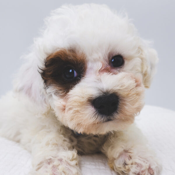 [#251936-01]  - White / Chocolate M Bichapoo Puppies For Sale