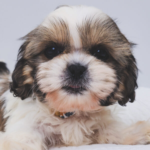 [#251821-02]  - Sable / White M Shih Tzu Puppies For Sale