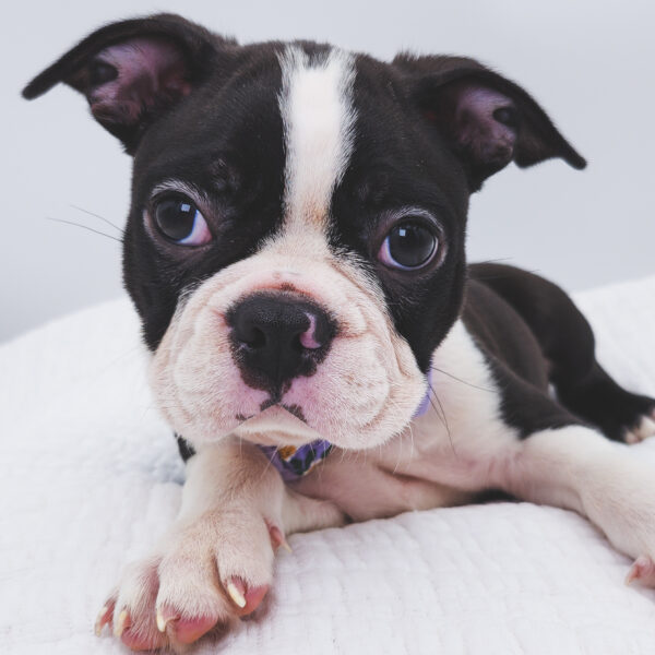 [#251751-02]  - Black / White M Boston Terrier Puppies For Sale