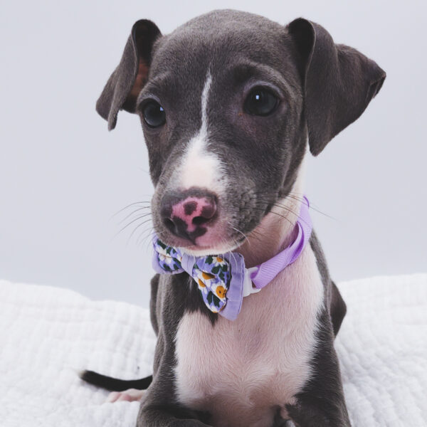 [#251574-02]  - Blue Fawn M Italian Greyhound Puppies For Sale