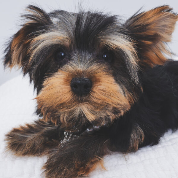[#252059-02]  - Black / Tan F Yorkshire Terrier Puppies For Sale