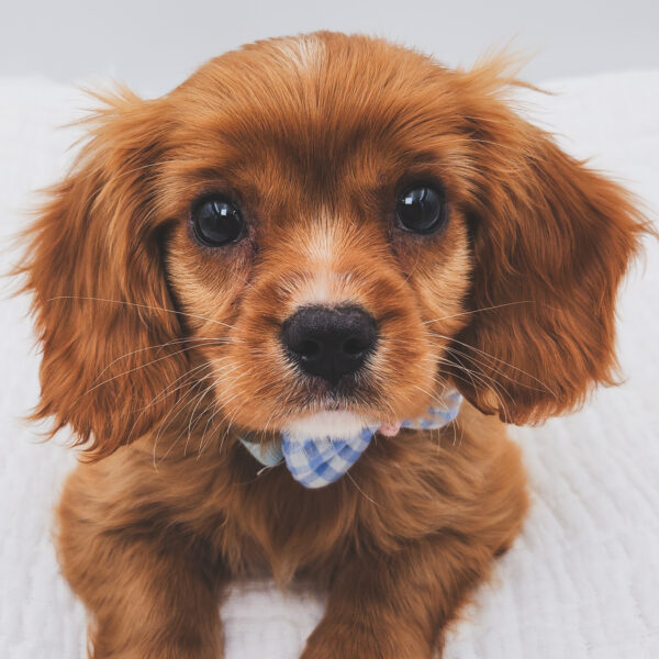 [#251968-01]  - Ruby M Cavachon Puppies For Sale