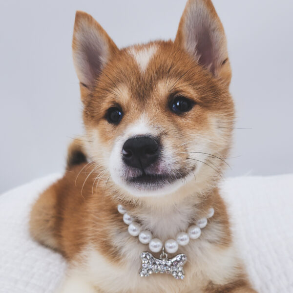 [#251865-02]  - Red F Shiba Inu Puppies For Sale
