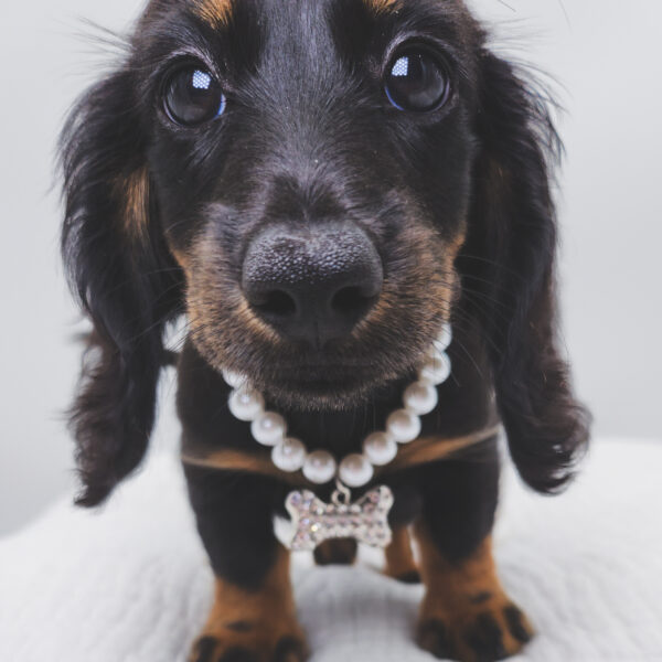 [#251891-04]  - Black / Tan F Dachshund Puppies For Sale
