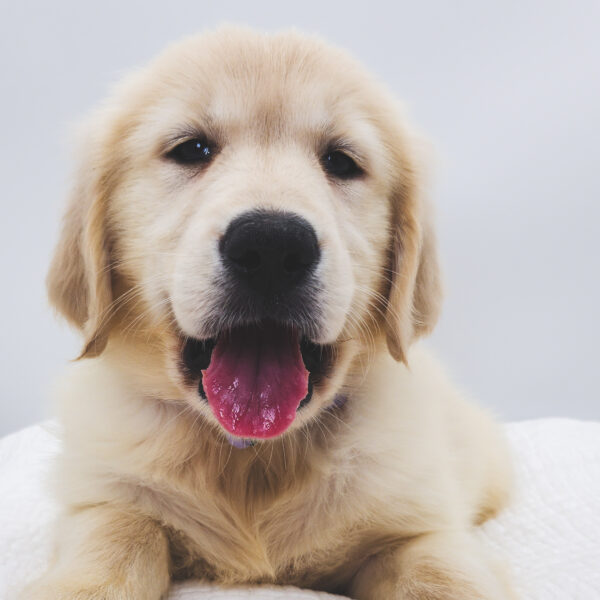 [#251926-04]  - Light Golden M Golden Retriever Puppies For Sale