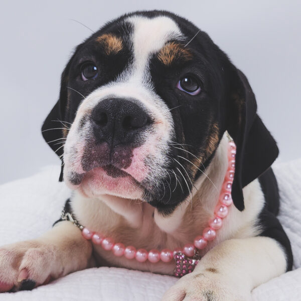 [#251510-09]  - Black F Beabull 2nd Gen Puppies For Sale